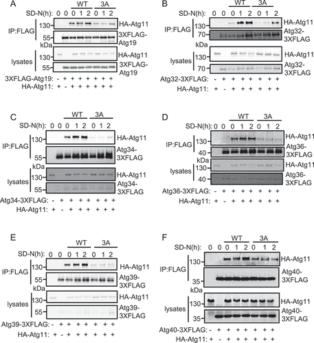 Figure 5. Atg11 phosphorylation by Atg1 regulates its association with selective receptors. (A-F) atg11∆ yeast Cells co-expressing HA-Atg11 wild type (WT) or 3A with the indicated receptor proteins fused with 3×FLAG tag was grown to log phase, then subject to SD-N for 0, 1, or 2 h. Cell lysates were immunoprecipitated with anti-FLAG agarose beads and then analyzed by western blot using an anti-HA antibody.