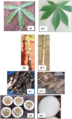 Figure 1. Typical CBSD symptoms observed on cassava leaves (a), stem streaking (b), root constriction (c), and root necrosis (d) and their asymptomatic equivalents (a’), (b’), (c’), (d’).