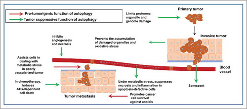 Figure 4. Dual role of autophagy during tumorigenesis: Autophagy may suppress tumorigenesis by eliminating damaged organelles in transformed cells and protect them against oxidative stress, resulting in subsequent genome stabilization and prevention of malignant transformation. Autophagy may also initiate an oncogene-induced senescence, thus preventing malignant transformation. It may prevent necrosis in apoptosis-deficient cells in tumors in response to metabolic stress. This reduces pro-tumorigenic inflammation and release of tumorigenic compounds from necrotic tumor cells. Tumor-supportive functions of autophagy are fulfilled mainly by stimulating tumor cell survival and protection against detachment-induced apoptosis (anoikis), which can facilitate chemoresistance and EMT induced-metastasis (adapted from. refs. Citation50,Citation51).