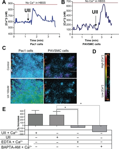 Figure 2 Urotensin II induces elevated levels of intracellular Ca2+ in Pac1 and PAVSMC. Modulation of intracellular Ca2+ in response to urotensin II treatment in Pac1 (A) and PAVSMC (B) preloaded with Fura-2 and treated with urotensin II. Cells were captured at the 340/380 fluorescence ratio of Fura-2 and cells were monitored to detect changes in Ca2+. Urotensin II concentrations were chosen according to our previous dose response studies. Data are from an average of Ca2+ response in a population of Pac1(A) and PAVSMC (B) stimulated with urotensin II (n = 14), and a representation of three independent experiments of urotensin II treatment in Pac1 and PAVSMC were graphically plotted. Urotensin II-induced mobilization of Ca2+ response was plotted as Ca2+ concentration versus time. D) A representative scale demonstrating the correlation between color and Ca2+ levels. High levels of Ca2+ are shown with bright colors (yellow/red/orange) and low levels correspond to the dark colors (violet/blue/green). C) Fluorescent images of Pac1 and PAVSMC C cells were captured with preloaded Fura-2 AM and urotensin II treatment. Images depict (C-top) control and (C-bottom). E) Pac1 cells were treated with urotensin II and Hanks Balanced Salt Solution ± Ca2+. These treatment groups were compared to determine if intracellular Ca2+ is the predominant source. Pac 1 exposed to membrane-impermeable ethylenediamine tetraacetic acid and membrane-permeable BAPTA-AM were used to reverse the elevated levels of Ca2+. Experiments were conducted in three separate experiments (n = 14, *P ≤ 0.05).