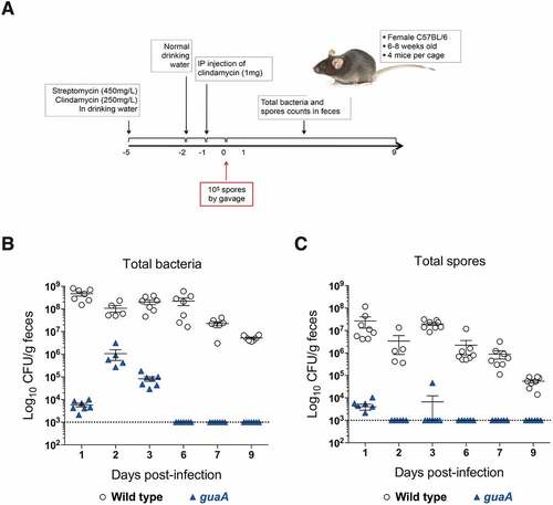 Figure 5. Impact of guaA inactivation in the mouse model of C. difficile infection. (A) Schematic view of the infection protocol. The timeline is represented by a horizontal black arrow and the numbers below represent time in days. (B and C) C57BL/6 mice were co-infected with 105 spores each of wild type strain 630Δerm (empty dots) and guaA mutant (blue triangles). Total bacterial counts (B) and spore counts (C) are shown at different time points post-infection and are reported as CFU/g faeces. Each dot/triangle represents a single mouse, and because severe diarrhoea prevented faeces to be collected from some mice, some points are missing. The limit of detection was set at 103 CFU/g faeces and is indicated by a dotted line. The experiment has been repeated twice and representative results from one experiment are shown