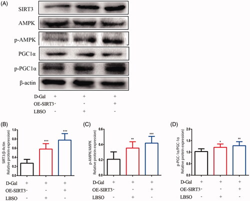Figure 9. The effects of LBSO on anti-oxidation via SIRT3/AMPK/PGC-1α. (A) Representative Western blot image; mean densities of (B) SIRT3, (C) AMPK, (D) SOD-1, and (E) PGC-1α of TM4 cells in the control group, OE-SIRT3 group, and LBSO group. Densitometry was used to compare the expression levels. The data are expressed as the mean ± SD, n = 10; *p < 0.05, **p < 0.01, ***p < 0.001, compared to the control group.