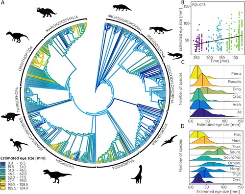 FIGURE 7. Estimated eye size based on data from modern birds in phylogenetic context. A, Relative orbit size mapped onto archosauromorph supertree, B, compared against time, and frequency distribution shown for C, major archosauromorph and D, dinosaur groups. Abbreviations: Arch., Archosauria; Croc., Crocodylomorpha; Dino., Dinosauria; Mani., Maniraptoriformes; Margi., Marginocephalia; Orni., Basal Ornithischia; Ornipo., Ornithopoda; Par., Paraves, Pseudo., Pseudosuchia; Ptero., Pterosauria; Sauro., Sauropoda; Sauromo., Sauropodomorpha; Ther., Theropoda; Thyr., Thyreophora.