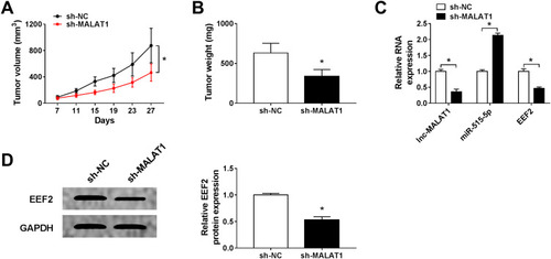 Figure 7 MALAT1 knockdown inhibits NSCLC tumor growth in vivo. H1299 cells stably injected with lentivirus-sh-NC or lentivirus-sh-MALAT1 were subcutaneously inoculated into the ﬂanks of the nude mice to establish xenograft models. (A) Tumor volume was calculated every 4 days. (B) Tumor masses were weighed in each group. (C and D) The expression of MALAT1, miR-515-5p and EEF2 was analyzed in two groups by qRT-PCR or Western blot. *P<0.05.