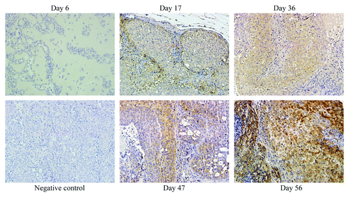 Figure 2. The expression of Cullin-3 during breast cancer progression. MCF10DCIS.com cells were sc injected into nude mice. Tumors were excised at day 6, 17, 36, 47 and 56. Cullin-3 expression was determined by IHC (x20). Tumor obtained at day 56 was used as a negative control (without Cullin-3 antibody).