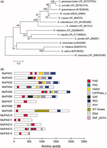 Figure 1. Phylogenetic analysis of MoPAS1. (A) Phylogenetic tree analysis of MoPAS1. A neighbor-joining tree of the amino acid sequence of PAS proteins. Numbers at nodes represent bootstrap values calculated from 1000 replicates. The scale bar indicates the number of amino acid differences per site. Sequence information was taken from the NCBI protein database. GenBank accession number for each protein is followed by species; (B) Predicted domain structure of MoPAS proteins. Sequence information was taken from the Magnaporthe genome database of the Broad Institute, and domain structure analysis was performed using InterPro Scan (http://www.ebi.ac.uk/interpro/). PAS (period circadian protein, aryl hydrocarbon receptor nuclear translocator protein, single-minded protein; IPR0000014), PAC (C-terminal to PAS motifs; IPR001610), HisKA (signal transduction histidine kinase; IPR003661), HATPase_C (histidine kinase-like ATPase; IPR003594), GAF (domain present phytochrome and cGMP-specific phosphodiesterases; IPR003018), REC (signal receiver domain; IPR001789), PHY (phytochrome; IPR001294), S/T kinase (serine/threonine kinase; IPR008271), RGS (regulator of G protein signaling; IPR016137), ZNF_GATA (zinc finger, GATA-type; IPR000679).