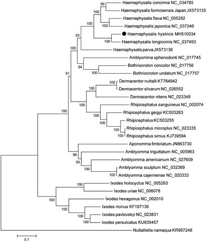 Figure 1. Phylogenetic relationships between Haemaphysalis hystricis and 29 other tick species. The ML tree was based on complete sequences of concatenate mitochondrial COX1, CYTB, 12S, and 16S genes available in GenBank. Phylogenetic analysis occupied the general time reversible model with gamma distribution and a proportion of invariable sites (I + G). Numbers (>50%) above or below branches indicated bootstrap values, and Nuttalliella namaqua was used as an outgroup.