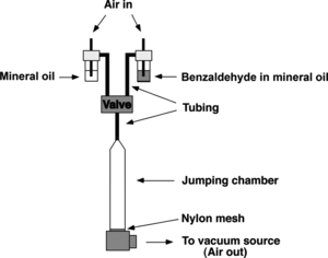 Figure 1 Apparatus for habituation of the olfactory jump response. For details, see Materials and Methods.