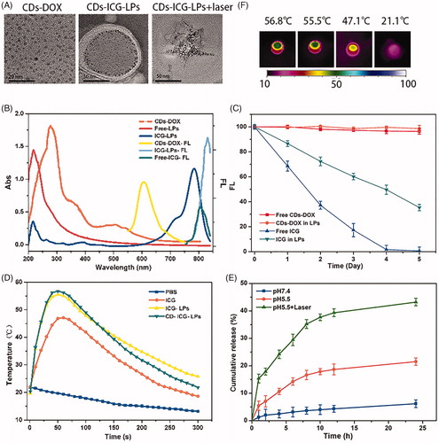 Figure 1. Morphology and characterization of CDs-ICG-LPs. (A) TEM images of CDs-DOX and CDs-ICG-LPs with or without continuous laser irradiation. After laser irradiation CDs-ICG-LPs were broken up into smaller pieces with heat-induced disruption. (B) Absorption and fluorescence spectrum of ICG, CDs-DOX, and CDs-ICG-LPs. (C) FL stability of free ICG, CDs-DOX, and in CDs-ICG-LPs. (D) Maximum temperature profiles of free ICG, ICG-LPs, CDs-ICG-LPs, and PBS as a function of the irradiation time under continuous laser irradiation at a power intensity of 2 W/cm2. (E) DOX release profiles from CDs-ICG-LPs with and without laser irradiation at pH 7.4 or pH 5.5. The data are shown as mean. It was consistent with the in vitro release experiments that the DOX release of CDs-ICG-LPs could be accelerated by laser irradiation. (F) Infrared thermographic maps of centrifuge tubes with CDs-ICG-LPs, CDs-DOX, ICG-LPs, or PBS were measured at 5 min with an infrared thermal imaging camera after continuous laser irradiation.