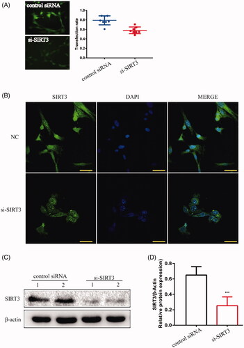 Figure 6. TM4 cells were infected by lentivirus with silencing SIRT3. (A) The transfection rate of cells was observed under a fluorescence microscope (magnification 200×). (B) The location of SIRT3 was expressed in TM4 cells by IF (magnification 400×). (C) The expression of SIRT3 in TM4 cells by Western blot. Densitometry was used to compare the expression levels. β-Actin was used as an internal loading control. Data were expressed as the mean ± SD, n = 8; ***p < 0.001, compared to the control siRNA group.