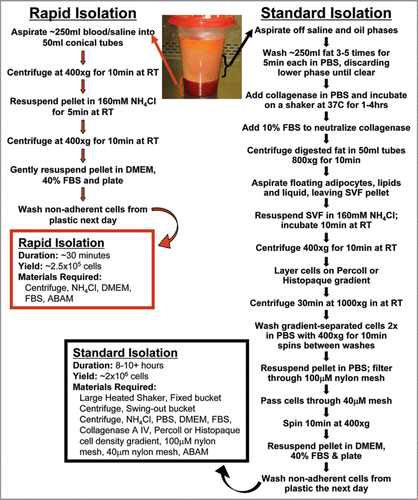 Figure 1 Adipose-derived stem cell isolation techniques flow chart. The wide variance in the time, materials, and effort for obtaining ASCs via the Standard Isolation and our Rapid Isolation techniques is shown. A highly viable population of around 250,000 ASCs can be derived from 250 ml of blood/saline fraction of the liposuction waste in as little as 30 minutes, as compared to 8–10 hours to obtain ASCs using the traditional isolation method. SVF, stromal vascular fraction; ABAM, antibiotic/antimycotic; FBS, fetal bovine serum.