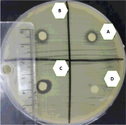 Figure 3. Antimicrobial effect of R. stricta leaf extract against MRSA.