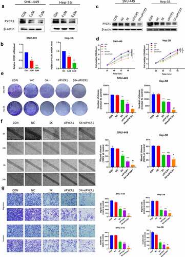 Figure 5. SK reinforces its anti-tumoral effects by downregulating PYCR1 in HCC Cells. a, b, c. Western blotting and RT-PCR detect protein and mRNA levels of PYCR1 in SNU-449and Hep-3B cells treated with SK (0, 1, and 3 μM) (0, 4, and 6 μM) for 48 h. d. The activity of each group in SNU-449and Hep-3B cells was detected by CCK8 assay. e. Colony formation assay was used to detect the growth of SNU-449and Hep-3B cells. f. Wound healing assays were performed on SNU-449and Hep-3B cells. The right panel displays a histogram of the results. Scale bar: 200 μm. g. Migration and invasion assay was carried out on SNU-449and Hep-3B cells. Scale bar: 50 μ m. *P < 0.05 for SK or siPYCR1vs the control; ##p < 0.01 for SK +siPYCR1 vs SK only.