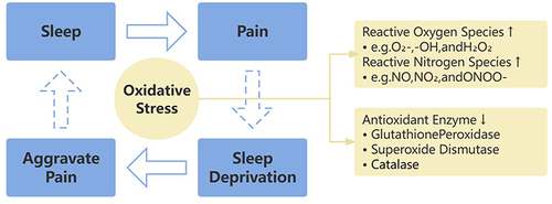 Figure 1 Hypothesis about the role of oxidative stress in sleep and chronic pain. Sleep affects the onset and progression of chronic pain. The persistent state of pain triggers sleep deprivation, which further aggravates pain perception. In turn, exacerbated pain affects sleep quality, creating a vicious cycle. The solid and dashed arrows in the figure indicate that this review suggests that sleep deprivation has a more definite and pronounced effect on pain perception than pain has on sleep quality. Oxidative stress may play an important role in the complex reciprocal relationship between sleep and chronic pain.