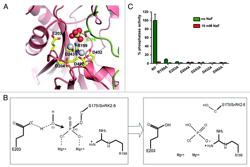 Figure 2. PP2C catalytic mechanism. (A) SnRK2.6–HAB1 crystal structure interaction map, in which the sulfate group mimics the phosphate group cleaved from SnRK2.6 S175. This represents the functional correlate of the post-reaction status, at which the phosphate group has been transferred to HAB1 R199. Pink: HAB1, green: SnRK2.6. The sulfate ion is shown in ball presentation, the Mg2+-ions as solid gray balls. (B) Schematic presentation of the reaction mechanism. Mg2+ binds to the phosphate group of the phosphorylated serine, thereby increasing the partial positive charge of the phosphorus atom and facilitating a SN2 nucleophilic attack by the water molecule. E203 partly deprotonizes the water molecule and increases its nucleophilicity for attacking the phosphorus atom. R199 from the PP2C then binds the leaving phosphate group by charge interaction, and removes it from the substrate (SnRK2) molecule. (C) Phosphatase activity of wildtype (WT) HAB1 and HAB1 proteins in which key catalytic residues were altered to alanines. Activities are shown in the absence and presence of 10 mM of the PP2C inhibitor NaF. Error bars indicate SD (n = 3).