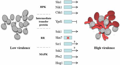Figure 7. Regulation of C. albicans virulence by two-component system. The virulence of C. albicans with SLN1 or NIK1 deletion is decreased. CHK1 and SSK1 mutants are both nontoxic in the disseminated murine model of candidiasis, suggesting that HPKs and SSK1 positively regulate the virulence of C. albicans. The inhibition of the expression of YPD1 increased the virulence of C. albicans, indicating Intermediate transfer protein negatively regulated the virulence. SKN7 had little effects on the virulence of C. albicans, while the regulation of SRR1 on virulence is unclear. In the downstream MAPK pathway, both PBS2 and HOG1 mutants attenuated virulence in a mouse model, indicating that PBS2 and HOG1 positively regulate the virulence of C. albicans, while the regulation of SSK2 on virulence is still unknown