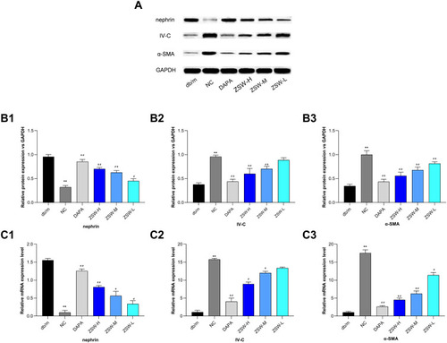 Figure 9 ZSW treatment regulates protein and mRNA expressions of nephrin, IV-C and α-SMA in db/db mice. Representative band of nephrin, IV-C and α-SMA protein detected by WB (A). The relative protein levels of nephrin (B1), IV-C (B2) and α-SMA (B3) of the WB results; The levels of nephrin (C1), IV-C (C2) and α-SMA (C3) mRNA assessed by RT-qPCR. Data are presented as mean ± SD (n = 3). **P < 0.01, vs db/m group; #P < 0.05, ##P < 0.01, vs NC group.