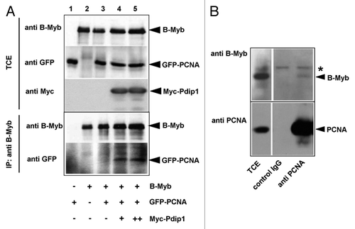 Figure 9. Co-immunoprecipitation of B-Myb and PCNA. (A). QT6 cells were transfected with expression vectors for B-Myb, GFP-PCNA and Myc-Pdip1, as indicated at the bottom. Cell extracts prepared 16 h after transfection were then immunoprecipitated with antibodies against B-Myb. The immunoprecipitates and aliquots (5%) of the total-cell extract (TCE) were analyzed by western blotting with antibodies against B-Myb (top panels) or GFP (bottom panels). Protein bands corresponding to B-Myb and GFP-PCNA are marked. (B). Co-immunoprecipitation of endogenous B-Myb and PCNA. Cell extracts from untransfected Hek293 cells were precipitated with antibodies against PCNA or with control IgG, as indicated. The immunoprecipitates and aliquots (2.5%) of the total-cell extracts (TCE) were analyzed by western blotting with antibodies against B-Myb. The asterisk marks a non-specific protein band.
