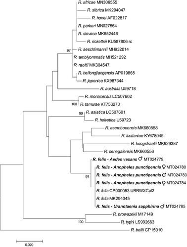 Figure 1. Phylogenetic tree using a bootstrap analysis for the Rickettsia felis found in mosquitoes from USA. The 446-bp nucleotide sequences of the gltA PCR products were concatenated and aligned using CLUSTALW, and the phylogenetic inferences were obtained from a maximum likelihood analysis. The names of Rickettsia species and their GenBank accession numbers are provided. The numbers at the nodes are the bootstrap values obtained by repeating the analysis 100 times to generate a majority consensus tree. The sequences of R. felis identified in this study (in bold) were 99.7–100% identical to the recognized R. felis strains, and 84.0–95.7% identical to other Rickettsia spp. The bootstrap values < 80 were omitted in the phylogenetic tree.