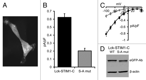 Figure 4. Expression of the S to A mutant Lck-STIM1-C construct in HEK293 cells. (A) Representative live confocal image of cells expressing the mutant Lck-STIM1-CT construct bearing a C-terminal eGFP-tag. (B) Mean (± SE) AA-activated ARC channel currents measured at -80 mV in siRNA-treated cells expressing the siRNA-resistant Lck-STIM1-C construct (black), or the same siRNA-treated cells expressing the S to A mutant Lck-STIM1-C (gray). (C) The corresponding mean (± SE) I/V curves for the Lck-STIM1-C-expressing cells (black) and the mutant Lck-STIM1-C-expressing cells (gray). (D) Representative western blot showing relative expression of eGFP-tagged wild-type Lck-STIM1-C and the S to A mutant Lck-STIM1-C levels transfected into cells, as assessed by an eGFP Ab.