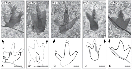 FIGURE 40. Wintonopus latomorum Thulborn and Wade, Citation1984, from the Yanijarri–Lurujarri section of the Dampier Peninsula, Western Australia. 3D images with ambient occlusion and schematics of in situ tracks: A, UQL-DP5-4(lp1); B, UQL-DP5-4(rp1); C, UQL-DP5-5; D, UQL-DP5-3(r2); and E, UQL-DP5-1(r1). Scale bar equals 5 cm. See Figure 19 for legend.