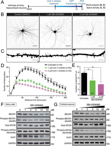 Figure 5. Inhibition of ULK1 kinase activity reduces dendritic arborization and spine density in wild-type hippocampal neurons. (a) Schematic of ULK1 kinase inhibitor (SBI-0206965) treatment in wild-type hippocampal neurons. Wild-type neurons were treated with 1, 2, 5, 10, and 50 μM of SBI-0206965 at DIV7 with a fresh dose every 3 days and transfected with a plasmid encoding GFP at DIV13 to visualize the neuronal morphology. Sholl analysis and spine density was quantified. Ten and 50 µM of SBI-0206965 treatment was toxic to neurons as no neurons survived, and thus, was excluded from the analysis. (b) Images of GFP-transfected hippocampal neurons from control mice treated with DMSO (control), or 1 and 2 µM of SBI-0206965. The images are presented in gray scale and inverted color. Scale bar: 50 μm. (c) High-magnification renderings of dendritic segments. The dendritic images were taken with 0.3-µm step z-section and then stacked as a maximum projection. Scale bar: 5 µm. (d,e) Dose-dependent reduction of dendritic arborization (d) and spine density (e) in the wild-type neurons treated with SBI-0206965 (at least 3 independent experiments were performed, total numbers of neurons scored are indicated, *, p < 0.05; **, p < 0.01; ***, p < 0.001, ****, p < 0.0001). (f,g) Immunoblots of BECN1, phospho-Ser93 BECN1, MTOR, phospho-Ser2448 MTOR, ULK1 and GAPDH in HeLa cells (f) and primary cortical neurons (g) treated with varying concentrations (1, 2, 5, 10, 50 µM) SBI-0206965.