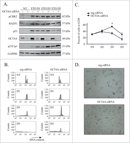 Figure 4. OCT4A suppresses p21, G2 arrest and induces senescence. PA-1 cells were treated with ntg-siRNA or OCT4-siRNA for 24 h before treatment with 8 µM ETO for 20 h and replacement with fresh media. (A) Protein expression was assessed at the indicated time points by immunoblotting. Cell lysates were made and assessed by immunoblotting for pCHK2, RAD51, p53, p21Cip1, OCT4A and GAPDH as a loading control. (B) Cells were fixed, stained with PtdIns and analyzed by flow cytometry. Both ntg-siRNA treated and OCT4-siRNA treated cells underwent a G2M arrest followibg ETO treatment, which is more profound at day 3 and 5 in OCT4A-siRNA-treated cells. There is subsequently a much lower extent of cell death (sub G1) in OCT4A-siRNA treated cells. (C) The G2M arrest was calculated from the DNA histograms shown in (B) and demonstrate significantly higher levels in OCT4A-silenced cells (*p < 0.05, n = 3). (D) PA-1 cells were treated with ETO as above and assessed for Sa-β-gal activity after 5 d Senescence, as monitored by Sa-β-gal activity, was increased by OCT4A-silencing. Both ntg-siRNA and OCT4A-siRNA treated cells became large following ETO treatment but non-silenced cells lacked Sa-β-gal activity.