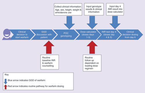 Figure 1. A schematic illustrating a typical pathway for anticoagulation with warfarin in the National Health Service. When a decision is made to anticoagulate, patients are given a loading dose of warfarin, with subsequent INR testing utilized to modify doses according to the different types of dosing software available in different anticoagulant clinics. Genotype guided dosing involves the use of two algorithms, one at initiation (which takes into account clinical and genetic factors) and another on day 4 (which takes into account not only the clinical and genetic factors but also the INR). After day 5, the dosing follows the standard procedures utilized by the clinics.GGD: Genotype-guided dosing; INR: International Normalized Ratio; POC: Point-of-care.