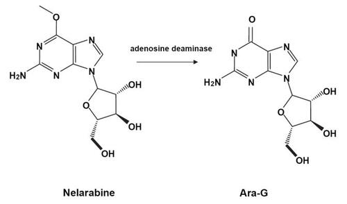Figure 1 Conversion of nelarabine to ara-G by adenosine deaminase.