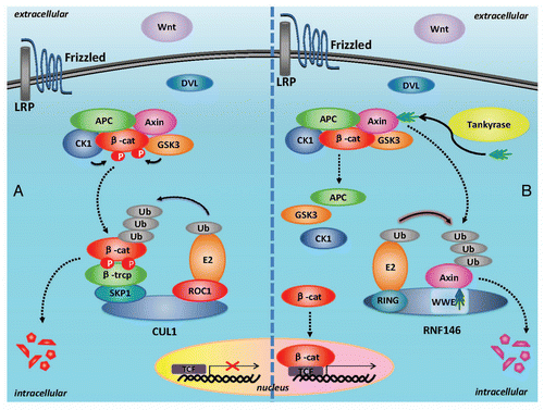 Figure 3 Molecular mechanism for RNF146 induced positive regulation of Wnt signaling. In the absence of Wnt ligand, the β-catenin binds with degradation complex including GSK-3β, CK1, APC and axin. In the degradation complex, GSK-3β and CK1 phosphorylate β-catenin sequentially. After phosphorylation, the β-catenin can be degradated via phosphorylation-directed ubiquitination (A). However tankyrase (PARP-5) can PARsylate axin. After PARsylation of axin, RNF146 can bind with PARsylated axin via PAR-binding motif of RNF146. Then RNF146 function as PARsylation-directed E3 ubiquitin ligase and contribute to degradation of axin. This leads to downregulation of axin level, dissociation of degradation complex for β-catenin and increased β-catenin level. The β-catenin can enter nucleus and activate Wnt targeted genes (B).