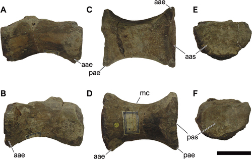 Figure 17. NHM-PV R.2129(b), isolated partial middle caudal centrum with putative carcharodontosaurian affinities (Specimen B) from the Valanginian–Hauterivian Marfim Formation (Ilhas Group) at Itacaranha (Locality 5). A, right lateral; B, left lateral; C, dorsal; D, ventral; E, anterior; F, posterior views. Anatomical abbreviations: aas, anterior articular surface; aae, articulation expasion; mc, medial constriction; pae, posterior articular edge. Scale bar = 100 mm.