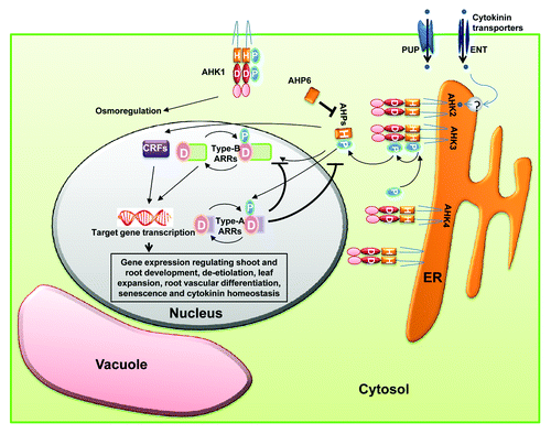 Figure 2. Model for cytokinin signaling. Cytokinins are translocated by plasma membrane localized transporters and then by unknown mechanisms, enter into the ER lumen where their perception takes place. Cytokinin binding to their histidine kinase receptors triggers autophosphorylation at the conserved histidine residue. Then, the phosphoryl group is shuttled to the RR via the HpT. Type-B RRs are transcription factors which turn on the expression of cytokinin regulated genes as well as type-A RRs. The Type-A RRs are involved in repressing the cytokinin signaling via negative feedback loops. Alteration of target gene expression by type-B RRs results in cytokinin responses. AHK1, localized at the plasma membrane, perceives changes in osmolarity and via unknown mechanisms, mediate the corresponding physiological responses of the plant. For details, see text.