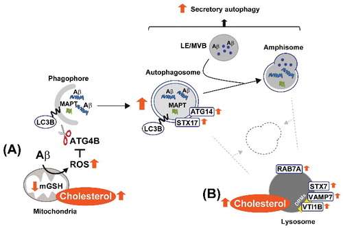 Figure 10. Schema illustrating our proposed model by which high cholesterol levels regulate Aβ-induced autophagy. In mitochondria (A), cholesterol-enrichment enhances ROS generation triggered by Aβ. The increased oxidative stress inhibits the delipidation activity of ATG4B on LC3B, and therefore, favors autophagosome synthesis. ER-mitochondria contact sites contribute to the biogenesis of these vesicles, which mainly enclose Aβ aggregates together with other more soluble forms of the peptide. In contrast, the accumulation of cholesterol in lysosomes (B) affects the levels and distribution of RAB7A and SNARE proteins, which ultimately impairs the ability of lysosomes to fuse with autophagosomes and/or amphisomes. Inhibition of the autophagy flux by high cholesterol levels reduces MAPT and Aβ clearance and stimulates Aβ secretion. DRMs, detergent-resistant membranes; mGSH, mitochondrial glutathione; LE, late endosome; MVB, multivesicular body; ROS, reactive oxygen species.