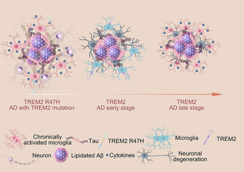 Figure 6 Function of TREM2 in AD.Citation90 (TREM2 expression plays a crucial role in regulating the proliferation, migration, and phagocytosis ability of microglia. In the early stages of AD, microglia expressing TREM2 effectively surround and interact with lipidated Aβ plaques to clear them, thus preventing the spread of Aβ. However, in the late stages of AD, these TREM2-expressing microglia struggle to clear the aggregates, leading to chronic inflammation, reduced phagocytosis ability, and the induction of tau phosphorylation and aggregation. Individuals with TREM2 mutations experience weakened TREM2 affinity, resulting in impaired microglial proliferation and migration, which hinders the effective clearance of Aβ aggregates. Furthermore, TREM2 mutations lead to increased cytokine secretion from microglia, ultimately exacerbating the spread of Aβ and the phosphorylation and aggregation of tau, thereby worsening AD pathology).