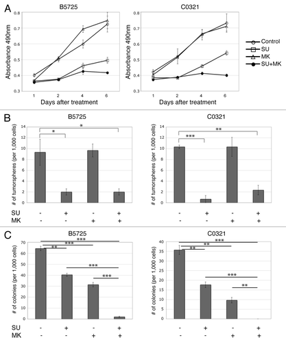 Figure 4. Inhibition of Met and Notch in TNBC cells suppressed cell growth as well as tumorsphere and colony formation. (A) Cell growth curves of B5725 and C0321 cell lines under treatment of SU11274 (6 μM), MK-0752 (6 μM), or SU11274 (6 μM) plus MK-0752 (6 μM). Control is the incubation with DMSO. At each time point, relative numbers of viable cells were determined by MTS assay, and presented as mean values ± standard errors of the absorbance at 490 nm. (B) Quantification of the numbers of tumorspheres formed per 1000 cells in 2 wk. Cells were incubated with SU11274, MK-0752, or DMSO as control, at the same concentration as above. Data are presented as mean values ± standard errors from three experiments. (C) Quantification of the numbers of colonies formed in soft agar per 1000 cells, with the treatment of SU11274, MK-0752, or DMSO control at the same concentration as above. Data are presented as mean values ± standard errors from three experiments. *P < 0.05, **P < 0.005, ***P < 0.0005