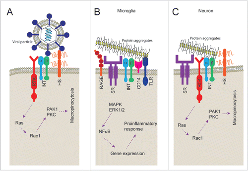 FIGURE 1. Cell surface receptors responsible for macropinocytosis and protein aggregate recognition. A) Receptor tyrosine kinases (RTK), integrins (INT) and heparan sulfate proteoglycans (HS) have been associated with the viral particle recognition and subsequent triggering of macropinocytosis. B) Scavenger receptors (SR), RAGE, integrins (INT), CD14 and toll like receptors (TLR) have all been found to play a role in recognition and subsequent proinflammatory response to protein aggregates of amyloid β peptide. C) Neurons have been shown to express scavenger receptors (SR), receptor tyrosine kinases (RTK), integrins (INT) and heparan sulfate proteoglycans which may be involved in triggering of macropinocytosis by protein aggregates.