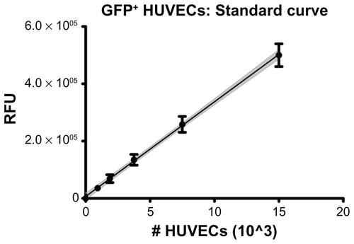 Figure S1 GFP+ HUVECs were seeded in 96-well plates at known densities and allowed to settle and adhere for 1 hr before measuring fluorescence with a microplate reader. Linear regression showed a positive, linear correlation following the relation RFU = 33073*(#cells)+6599 with correlation coefficient r2 = 0.985. The gray, shaded region shows the 95% confidence interval of the regression line.Note: Error bars represent standard deviation of multiple replicates at each cell density.Abbreviations: GFP, green fluorescent protein; HUVECs, human umbilical vein endothelial cells; RFU, relative fluorescence units.