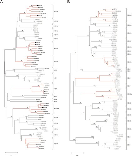 Figure 1. Phylogenetic analysis of the strains used to infect rabbits. (A) Phylogenetic analysis of the eight strains based on a partial nucleotide sequence about 350 bp of the ORF2 region. (B) Phylogenetic analysis of nearly complete sequences of five strains (HEV-3ra, hHEV-4d, sHEV-4d, sHEV-4h and HEV8). The complete or nearly complete sequences of the above five virus strains used in the study were obtained. Sixty-six ICTV proposed reference strains were used and the GenBank accession numbers of all reference sequences are shown in the figure. The phylogenetic trees were constructed by the neighbour-joining method. Numbers indicate nodes where bootstrap support was >80% out of 1000 replicates. Bar: nucleotide sequence distances; Dots: strains used to infect rabbits in the study. GenBank numbers: hHEV-3b, MF996356; hHEV-4a, KP325707; hHEV-4d, MT993748; hHEV-4h, KP325697; sHEV-4d, MT993749; sHEV-4h, MT993750; HEV-3ra, JX109834; HEV8, MH410174.