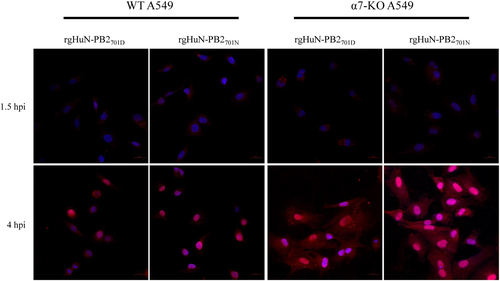 Fig. 7 Sub-localization of vRNPs in wild-type (WT) and importin-α7 knockout (α7-KO) A549 cells infected with the recombinant viruses.WT and α7-KO A549 cells were infected with recombinant viruses at 37 °C and were fixed at indicated time points (1.5 hpi early in the life cycle and 4 hpi in the middle of the life cycle). Cells were then immunostained with an antibody against NP and an Alexa Fluor 594-conjugated secondary antibody. Cell nuclei were stained with DAPI