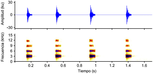 Figura 22. Oscilograma y espectrogramas del llamado de Pristimantis saturninoi sp. nov. Macho adulto, DHMECN 12231, LCR: 18.7 mm.