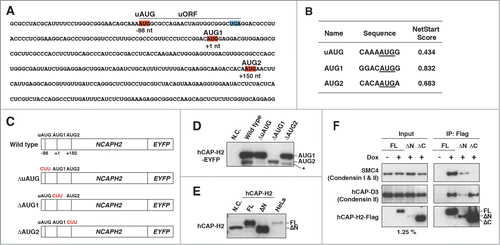 Figure 2. Role of the uORF in expression of the hCAP-H2ΔN variant. (A) The nucleotide sequence of the 5′ region of NCAPH2 mRNA. The small upstream ORF (uORF) contains start codon (uAUG, red) and stop codon (UGA, blue). The first AUG (AUG1) and second AUG (AUG2), responsible for translational initiation of hCAP-H2, are also highlighted in red. (B) Prediction of translational start sites for hCAP-H2. The NetStart 1.0 server was used for a prediction of translation start. Probability of translational initiation is scored between 0 and 1, and more than 0.5 represents typical start sites. (C) Schematic representation of the NCAPH2 constructs (wild type, ΔuAUG, ΔAUG1, and ΔAUG2). Expression of hCAP-H2 proteins fused to EYFP is under control of the CMV promoter. The mutated start codons are shown in red. (D) The NCAPH2 constructs shown in panel C were transfected into RPE-1 cells. Negative control (N.C.) indicates no transfection. hCAP-H2 proteins fused to EYFP were detected by Western blotting using hCAP-H2 antibody. An asterisk indicates an additional band observed in cells carrying the ΔAUG2 construct. (E) The full-length NCAPH2 (FL) and ΔN genes starting from the AUG1 and AUG2 codons, respectively, were cloned into pCMV6-Entry plasmids and expressed in RPE-1 cells. N.C. indicates RPE-1 cells without exogenous expression of the NCAPH2 genes. Cell lysates from RPE-1 and HeLa cells were subjected to immunoblot analysis. (F) Co-IP analysis testing the interaction between hCAP-H2 (FL, ΔN, and ΔC) and the other components of the condensin complex. hCAP-H2ΔC lacks the 130 a.a. of the hCAP-H2 C-terminus. Expression of Flag-tagged hCAP-H2 proteins was induced by doxycycline (Materials and Methods).