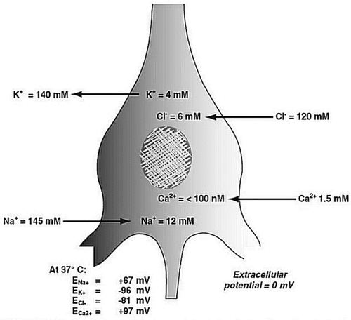 Figure 3. Distribution of various chemicals like Na+, K+, Ca2+, and Cl—and current direction across the cell membrane. These neurons using electrical signals will determine the brain’s local and network properties and result from the flow of ions across cell membranes through macromolecular pores called ion channels (CitationSadock et al.)