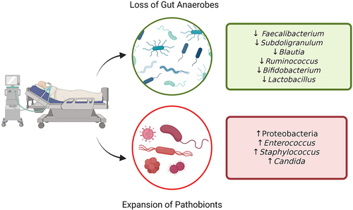 Figure 1. Gut microbiota dysbiosis in critical illness. Hallmark features of ICU gut dysbiosis include reduction of community alpha diversity, associated with the loss of commensal anaerobes, and expansion of pathobionts. Created in BioRender.com.