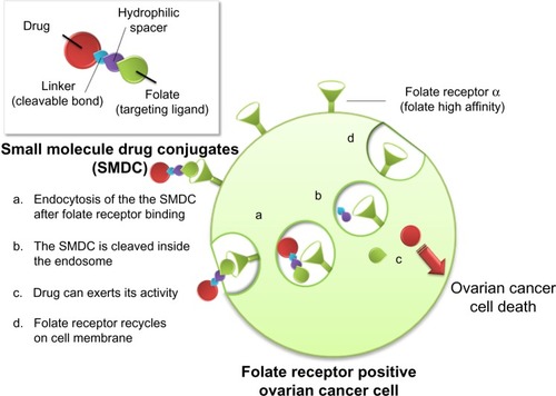Figure 1 Mechanism of action of a folate-targeted drug conjugate.