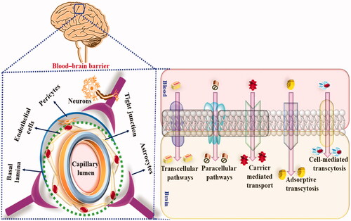 Figure 5. Showing the BBB permeation of nanocarriers in radiotherapy-induced neurotoxic manifestations.