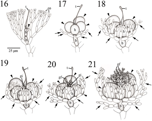 Figs. 16–21. Development of carpogonial branch and gonimoblast in Actinotrichia fragilis (Figs 16–18: #SLL WLT-04-12-2002-1; Figs 19–21: #SLL NW-04-18-1991-1). Fig. 16. Initial carpogonial branch, consisting of a carpogonium with trichogyne, a hypogynous cell, and a basal cell, produced between vegetative cortical filaments. Arrowhead indicates a sterile cell produced from the hypogynous cell. Fig. 17. Developing three-celled young carpogonial branch consisting of an elongate trichogyne, carpogonium, hypogynous cell, and basal cell showing the sterile branches (arrowheads) from the hypogynous cell, and sterile filaments (arrows) from the upper portion of the basal cell. Fig. 18. Mature three-celled young carpogonial branch consisting of an elongate trichogyne, carpogonium, hypogynous cell, and basal cell showing the sterile branches (arrowheads) from the hypogynous cell, and sterile filaments (arrows) from the upper portion of the basal cell. Noted that more secondary sterile filaments are produced from primary sterile filaments on the basal cell. Fig. 19. Fertilised carpogonial branch showing carpogonium divided into two cells, a carpogonium and the gonimoblast initial. At this stage, the enlarged hypogynous cell still consists of two enlarged sterile branches (arrowheads), a one-celled sterile branch and two-celled sterile branch. Fertilised carpogonium and hypogynous cell with its derivatives are surrounded by numerous sterile filaments from the basal cell (arrows). Fig. 20. Further development of fertilised carpogonial branch showing gonimoblast filaments produced from the gonimoblast initial, carpogonium with an elongate trichogyne, hypogynous cell with sterile branches (arrowheads), and numerous sterile filaments (arrows) from the basal cell. Fig. 21. Gonimoblast initial and two to four gonimoblast cells in the basal part of the gonimoblast are incorporated into the formation of a fusion cell, producing numerous gonimoblast filaments. Note that the hypogynous cell does not involve the formation of a fusion cell and its sterile branches (arrowheads) remain distinct. Gonimoblast filaments, fusion cell, and hypogynous cell with its derivatives are surrounded by numerous sterile filaments from the basal cell (arrows). Abbreviations: b, basal cell; c, carpogonium; co, cortical cell; gf, gonimoblast filament; gi, gonimoblast initial; h, hypogynous cell; t, trichogyne.
