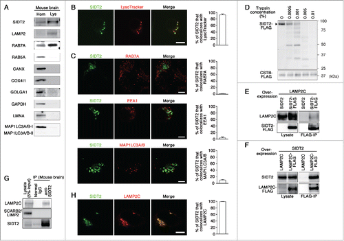 Figure 1. Characterization of SIDT2. (A) Lysosomes (Lys) were isolated from mouse brain homogenates (Hom), and analyzed by immunoblotting using polyclonal goat anti-SIDT2 antibody and antibodies against LAMP2 (lysosomal marker), RAB7A (late endosome and lysosome), RAB5A (early endosome), CANX (endoplasmic reticulum), COX4I1 (mitochondria), GOLGA1 (Golgi apparatus), GAPDH (cytosol), LMNA/lamin A (nuclei), and MAP1LC3A/B (autophagosome). (B) Neuro2a cells expressing GFP-tagged SIDT2 were incubated with LysoTracker Red. Fluorescence images were visualized using a confocal laser-scanning microscope. Scale bar: 10 μm. Colocalization rate was quantified using ImageJ software (right panel, n = 3). (C) Neuro2a cells expressing GFP-tagged SIDT2 were fixed, and immunostained using anti-RAB7A, anti-EEA1 (early endosomal marker) or anti-MAP1LC3A/B antibodies. Fluorescent images were obtained using confocal microscopy. Scale bars: 5 μm. Colocalization rate was quantified (right panels, n = 3). (D) Lysosomes were isolated from HeLa cells expressing SIDT2-FLAG or CTSB-FLAG. Isolated lysosomes (4 μg protein) were incubated with the indicated concentrations of trypsin at 37°C for 5 min. Proteins in the samples were analyzed by immunoblotting using an anti-FLAG antibody. (E) LAMP2C and SIDT2 or SIDT2-FLAG were overexpressed in HeLa cells. Cell lysates were prepared and immunoprecipitated with an anti-FLAG antibody. Cell lysates and the resulting immunoprecipitant were analyzed by immunoblotting. (F) Lysates were prepared from HeLa cells overexpressing SIDT2 and LAMP2C or LAMP2C-FLAG and coimmunoprecipitation assays performed. (G) Endogenous interaction of SIDT2 with LAMP2C. Coimmunoprecipitation assays were performed using mouse brain lysates. (H) Neuro2a cells coexpressing FLAG-tagged LAMP2C and GFP-tagged SIDT2 were fixed, and immunostained using anti-FLAG antibody. Scale bars: 10 μm. Colocalization rate was quantified (right panel, n = 3).