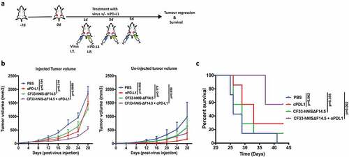Figure 3. Combination of CF33-hNIS-ΔF14.5 (i.t.) with αPD-L1 (i.p.) delays tumor growth and increases survival of mice. (a) Treament scheme showing timing and routes of treatment. Bilateral tumors were generated in abdominal mammary fat pads of C57BL/6 mice by injecting 105 E0771 cells on one side and 2 × 104 E0771 cells on the other side. Only one tumor/mouse (larger tumor) was injected with 107 PFU of virus and the other (smaller) tumor was left un-injected. αPD-L1 Ab (100 µg) was injected intra-peritoneally. Treatments (n = 7 mice/group) were given on each of experimental days 1, 3 and 5. (b) Average tumor volume for virus-injected and un-injected tumors at different time points with SEM has been plotted and compared. p values were calculated using Two-way ANOVA with Dunnett's test. (c) Mice were euthanized when tumor volume exceeded 2500 mm3 and survival of mice among the treatment groups was compared using log-rank Mantel–Cox test