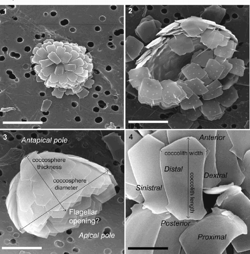 Figs 1–4. SEMs showing coccosphere and coccolith morphology of Florisphaera profunda var. profunda (1, 2) and Florisphaera profunda var. elongata (3, 4). Fig. 1. Complete coccosphere of F. profunda var. profunda viewed from antapical pole, composed of small, simple, straight-sided small coccoliths. Fig. 2. Partially incomplete coccosphere viewed from antapical pole, composed of unusual, short-fat coccoliths with distal spine. Fig. 3. Complete coccosphere of F. profunda var. elongata viewed from side with coccosphere terminology used in this study, composed of elongate coccoliths with anterior peak. Fig. 4. Close-up of F. profunda var. elongata coccoliths with coccolith terminology used in this study. Scale bars represent 5 μm (Figs 1–3) and 2.5 μm (Fig. 4).