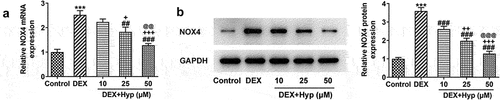 Figure 3. Hyp down-regulates NOX4 expression in DEX-induced MC3T3-E1 osteoblasts.NOX4 expression at mRNA level (A) and protein level (B) in MC3T3-E1 osteoblasts was measured by RT-qPCR and western blot, respectively. ***P < 0.001 vs control; ##P < 0.01 and ###P < 0.001 vs DEX. +P < 0.05, ++P < 0.01 and +++P < 0.001 vs DEX+Hyp (10 μM). @@P < 0.01 and @@@P < 0.001 vs DEX+Hyp (25 μM).